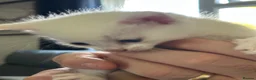 Mixed Breed cats for sale: 6 beautiful playful kittens  - Advert 5