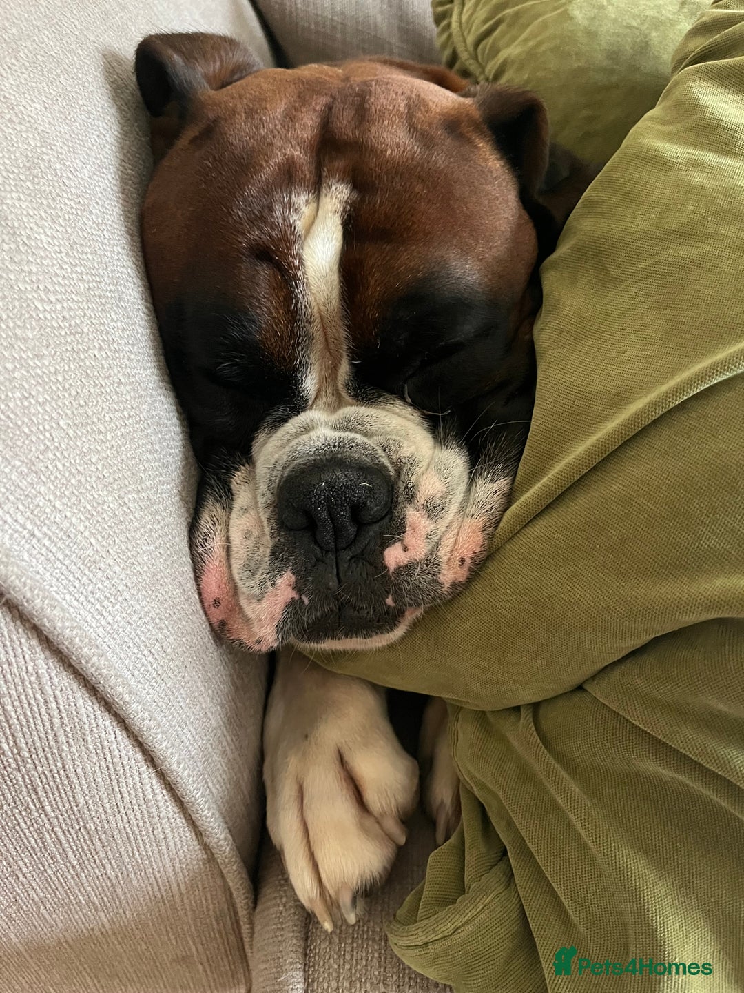 Boxer dogs for stud: Vinnie the Boxer - Image 6