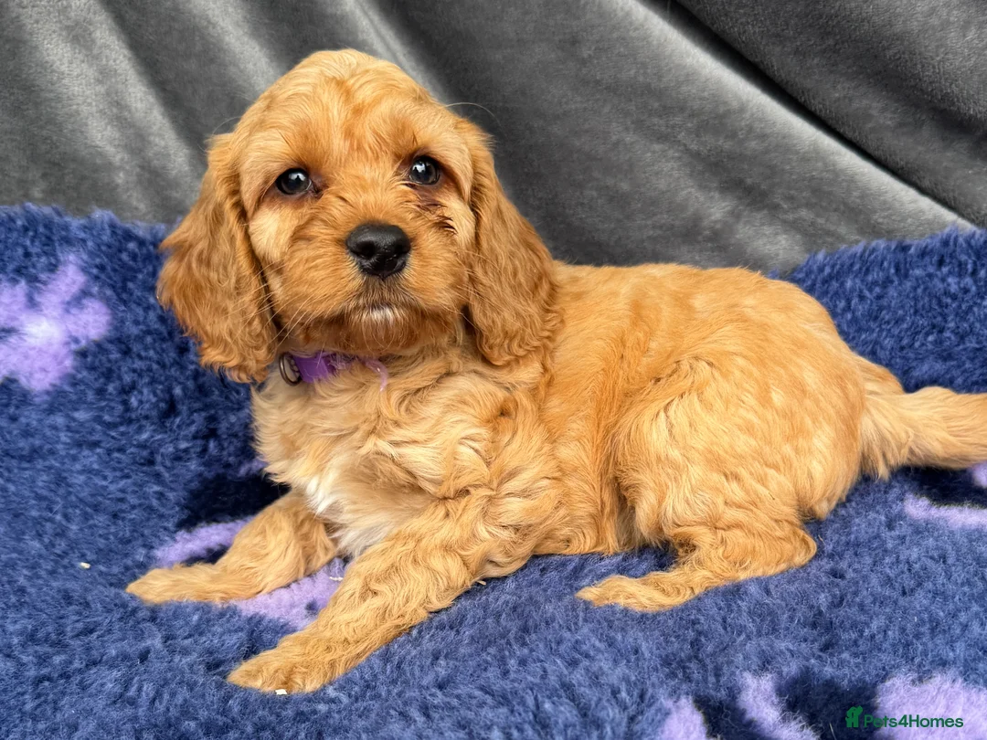 Cockapoo dogs for sale: Stunning Red Cockapoo puppies in Barnsley - Advert 10