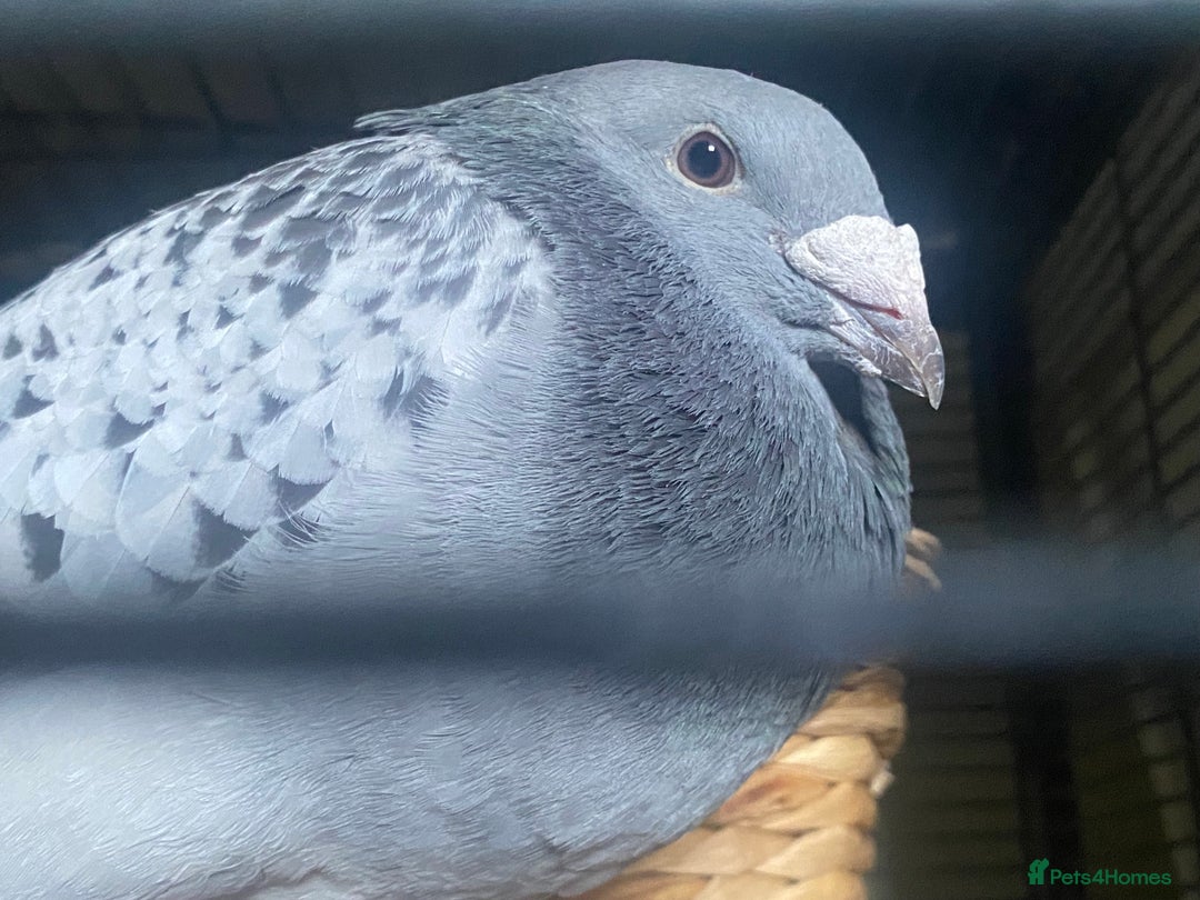Pigeons birds for sale: Male Romanian Homer Pigeon  in Mansfield - Image 3
