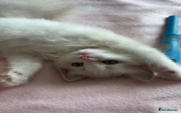 Ragdoll cats for sale: Girl ragdoll kittens  - Image 2