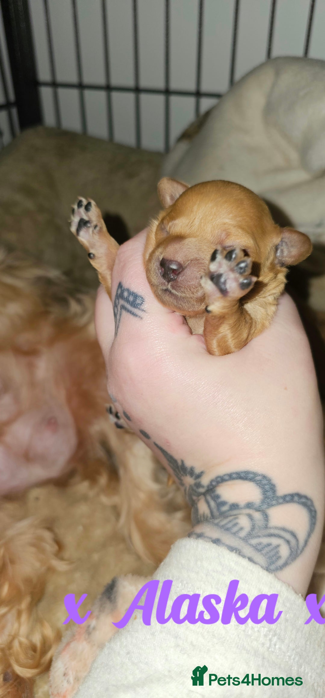 Cavapoo dogs for sale: Delightful Cavapoo puppies - Advert 15