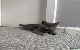 Scottish Fold cats for sale: Two straight gorgeous Boys 🐾 - Image 7