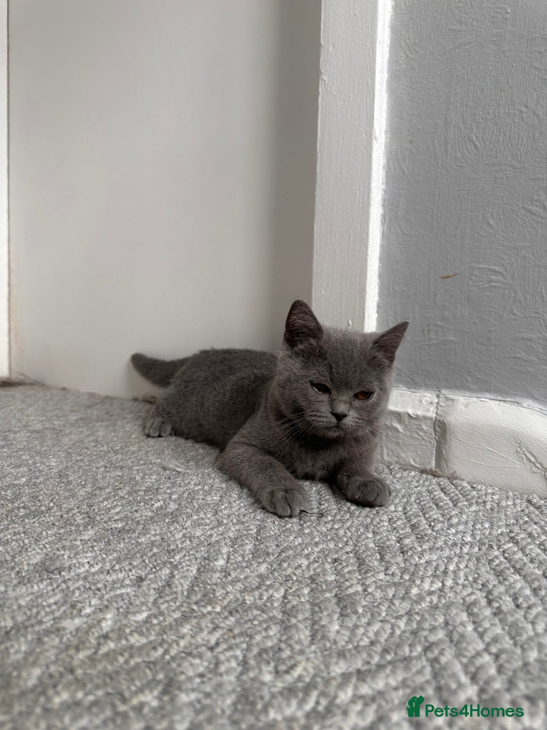 Scottish Fold cats for sale: Two straight gorgeous Boys 🐾 - Image 7