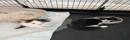 Mixed Breed cats for sale: 5 adorable kittens  - Advert 12