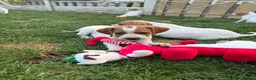 Pointer dogs for sale: Pointer pups | Working & Champion Bloodlines  - Advert 13