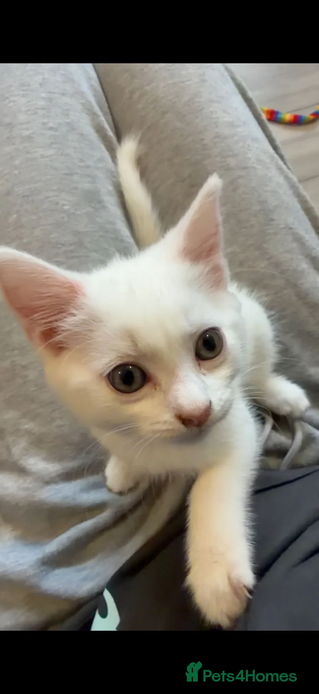 Mixed Breed cats for sale: White mixed breed - Advert 2