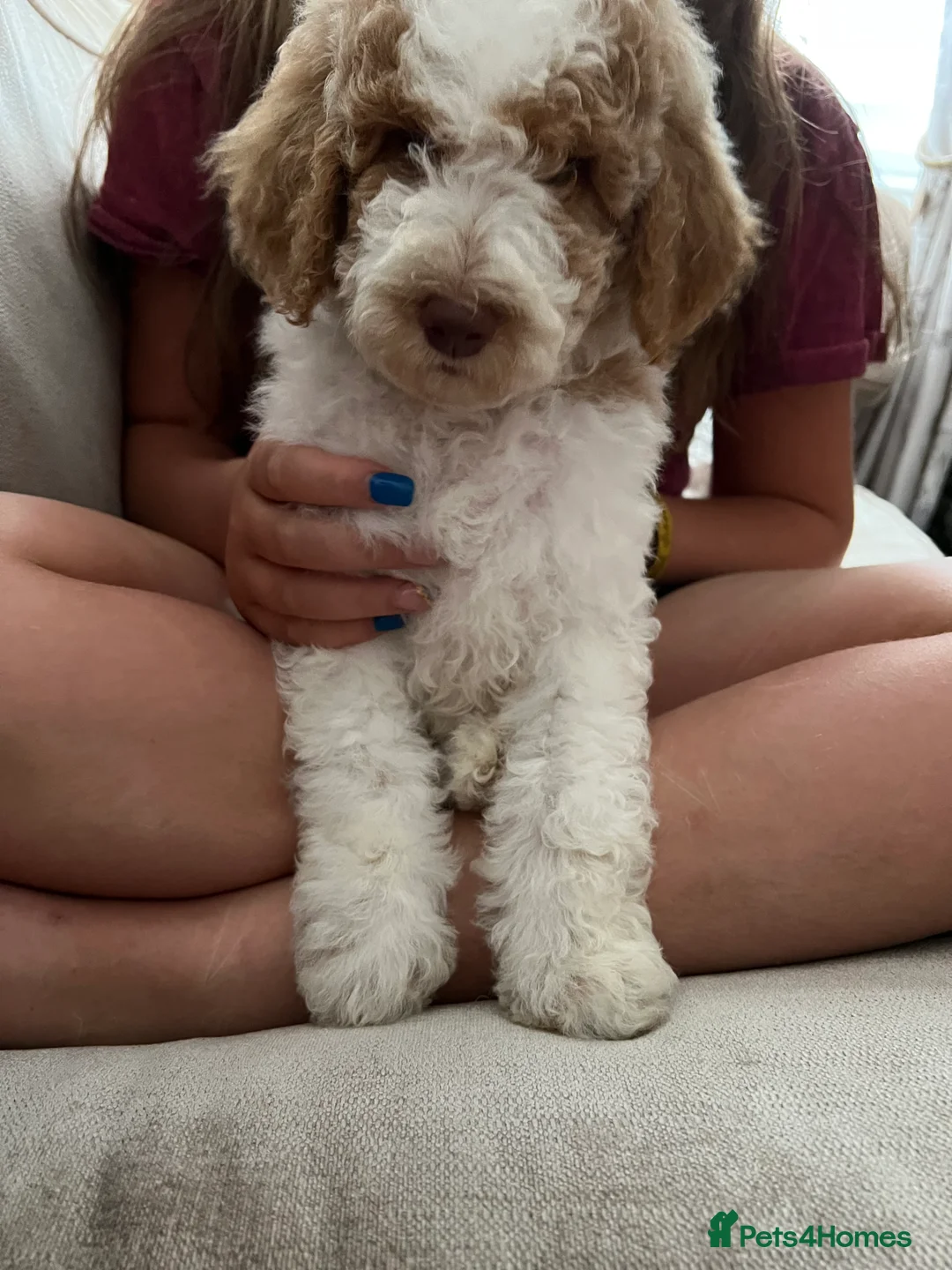 Mixed Breed dogs for sale: Exceptional Australian labradoodle /Double Doodles - Advert 22