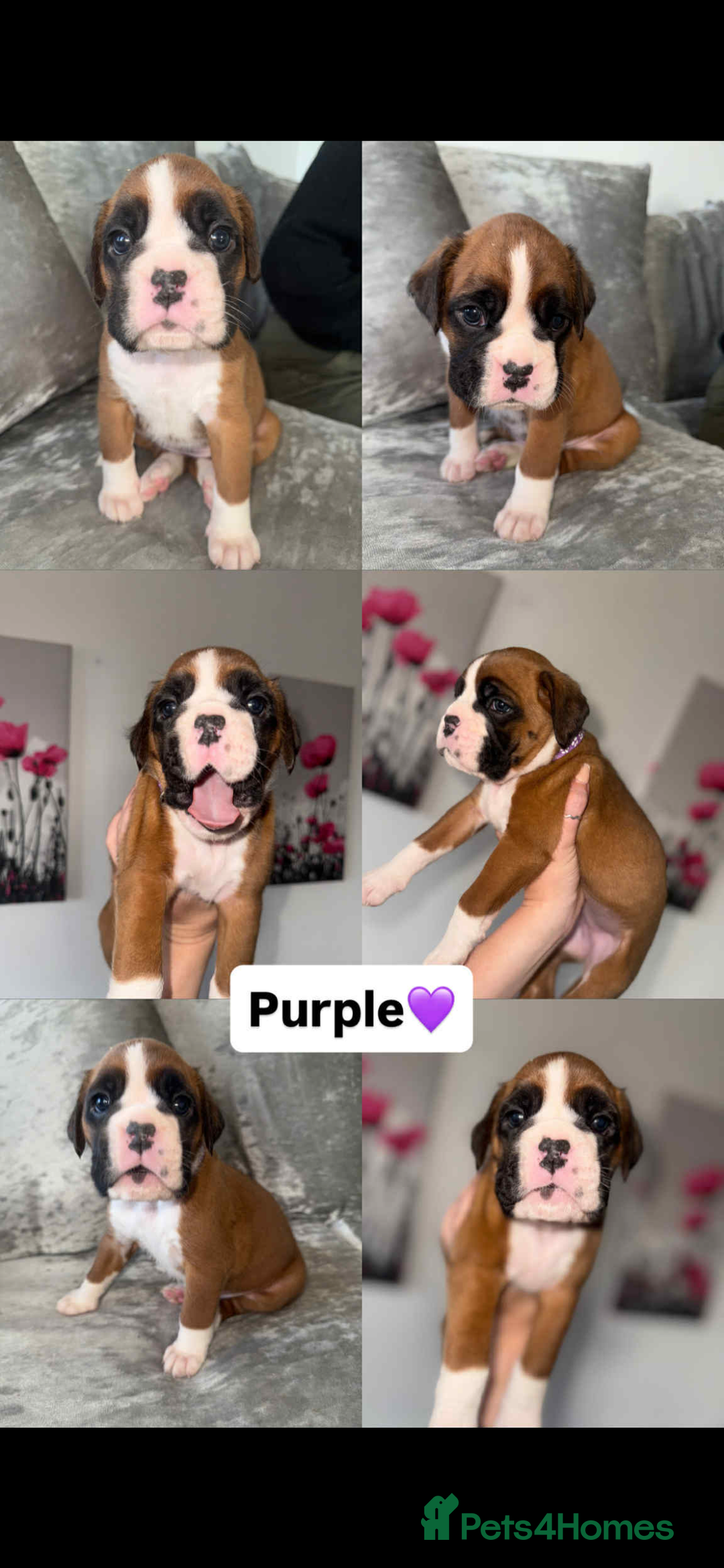 Boxer dogs for sale: Beautiful boxer puppies  - Image 6