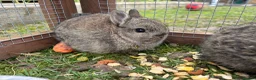 Netherland Dwarf rabbits for sale: Netherland dwarf bunnies in Aylesbury - Advert 5