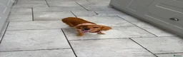 Cockapoo dogs for sale: 10 Month Old Cockapoo  - Advert 6