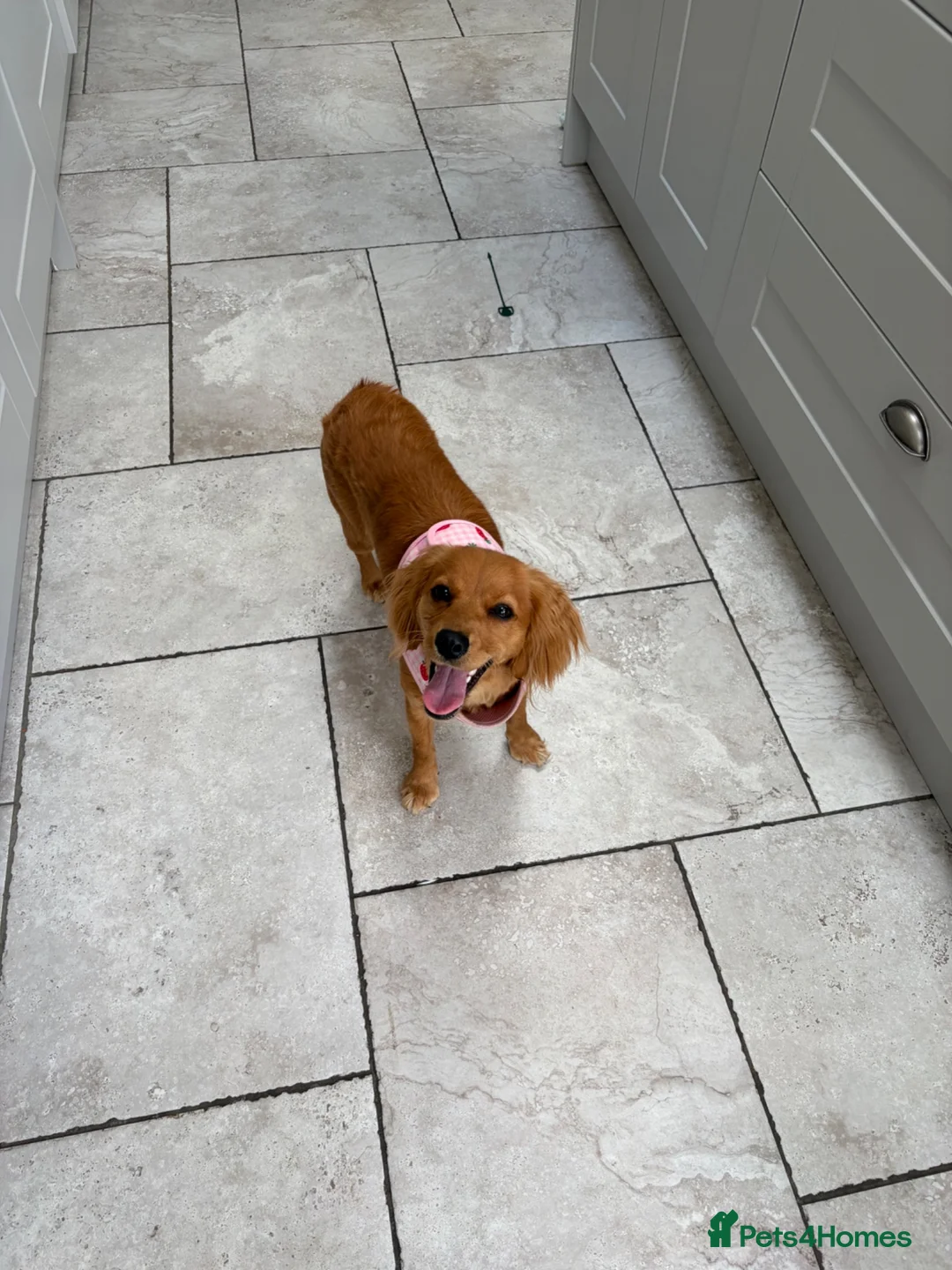 Cockapoo dogs for sale: 10 Month Old Cockapoo  - Advert 6