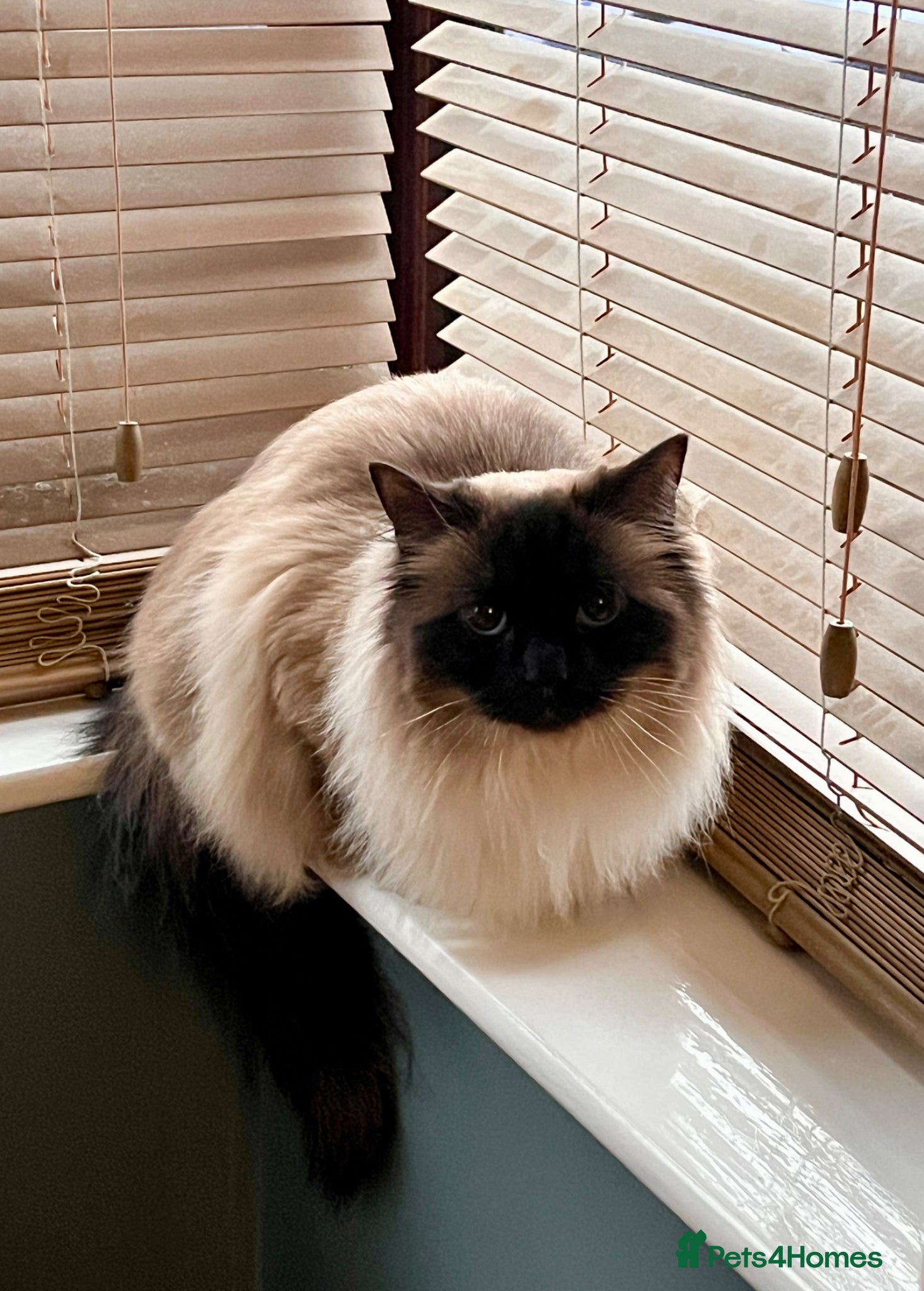 Ragdoll cats Beautiful Ragdoll looking for new home - Advert 2