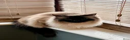 Ragdoll cats for sale: Beautiful Ragdoll looking for new home in Leicester - Advert 1
