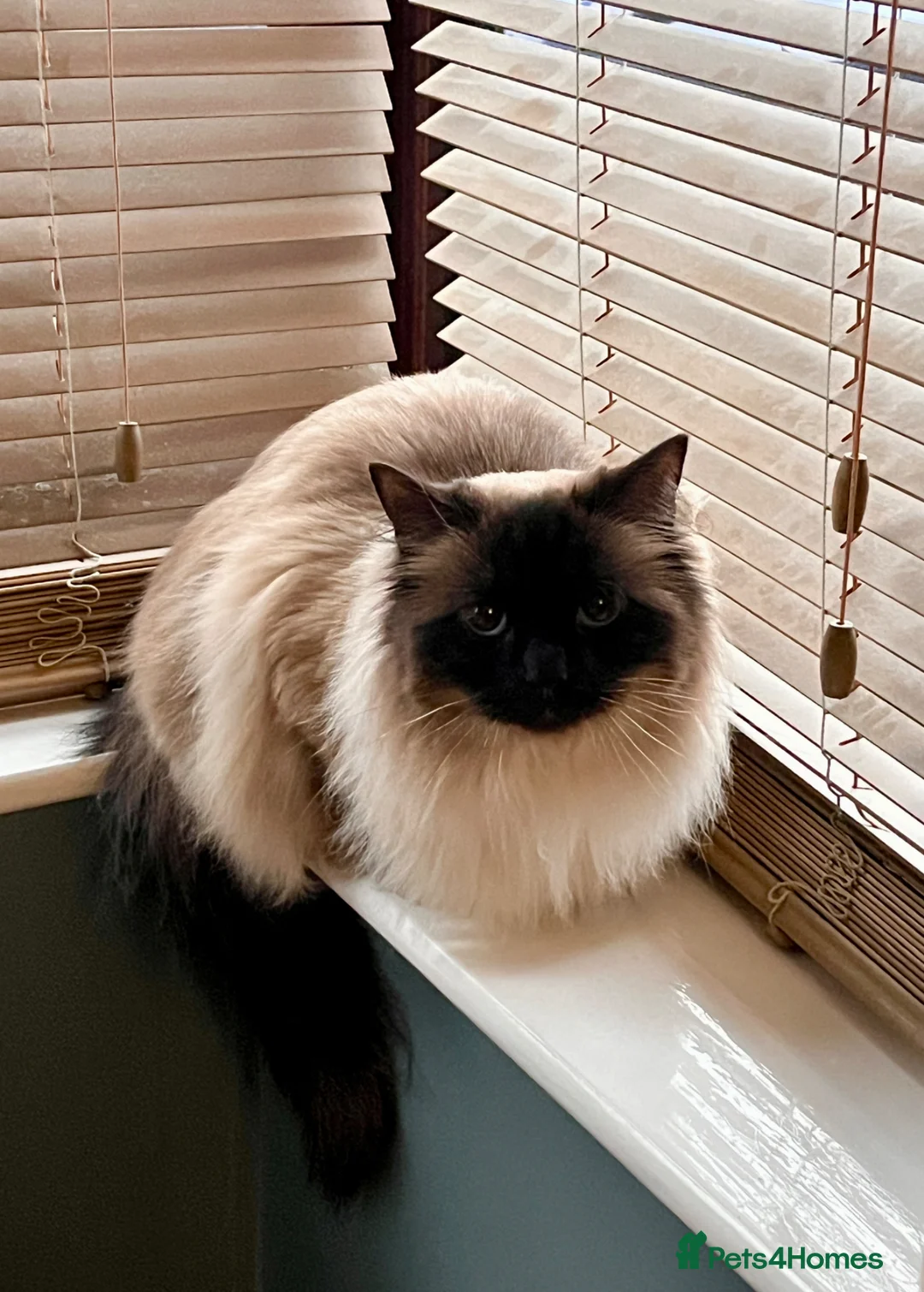 Ragdoll cats for sale: Beautiful Ragdoll looking for new home in Leicester - Advert 1