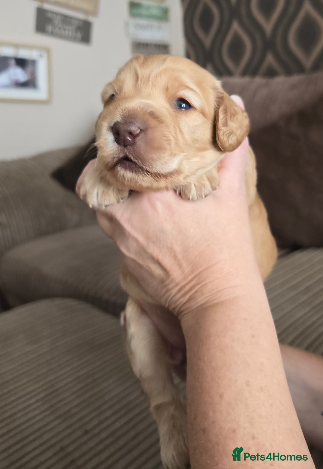 Cockapoo dogs for sale: Female cockapoo cream/beige - Image 6