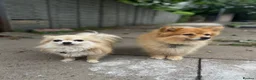 Pomchi dogs for sale: Chihuahua and pomchi for rehome - Advert 4
