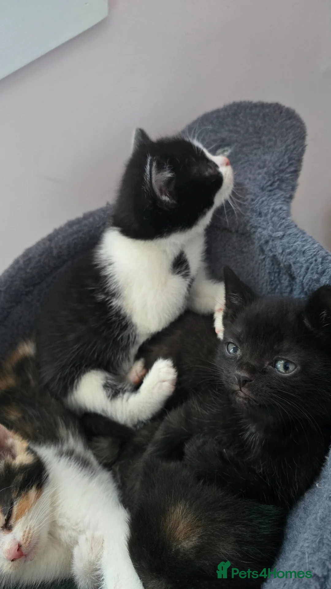 Mixed Breed cats for sale: Lovely 3 kittens 😸 ♥️  in Dalkeith - Advert 15