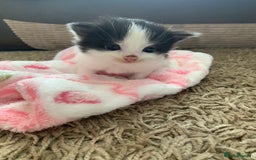 British Longhair cats for sale: Kittens for sale - Image 3