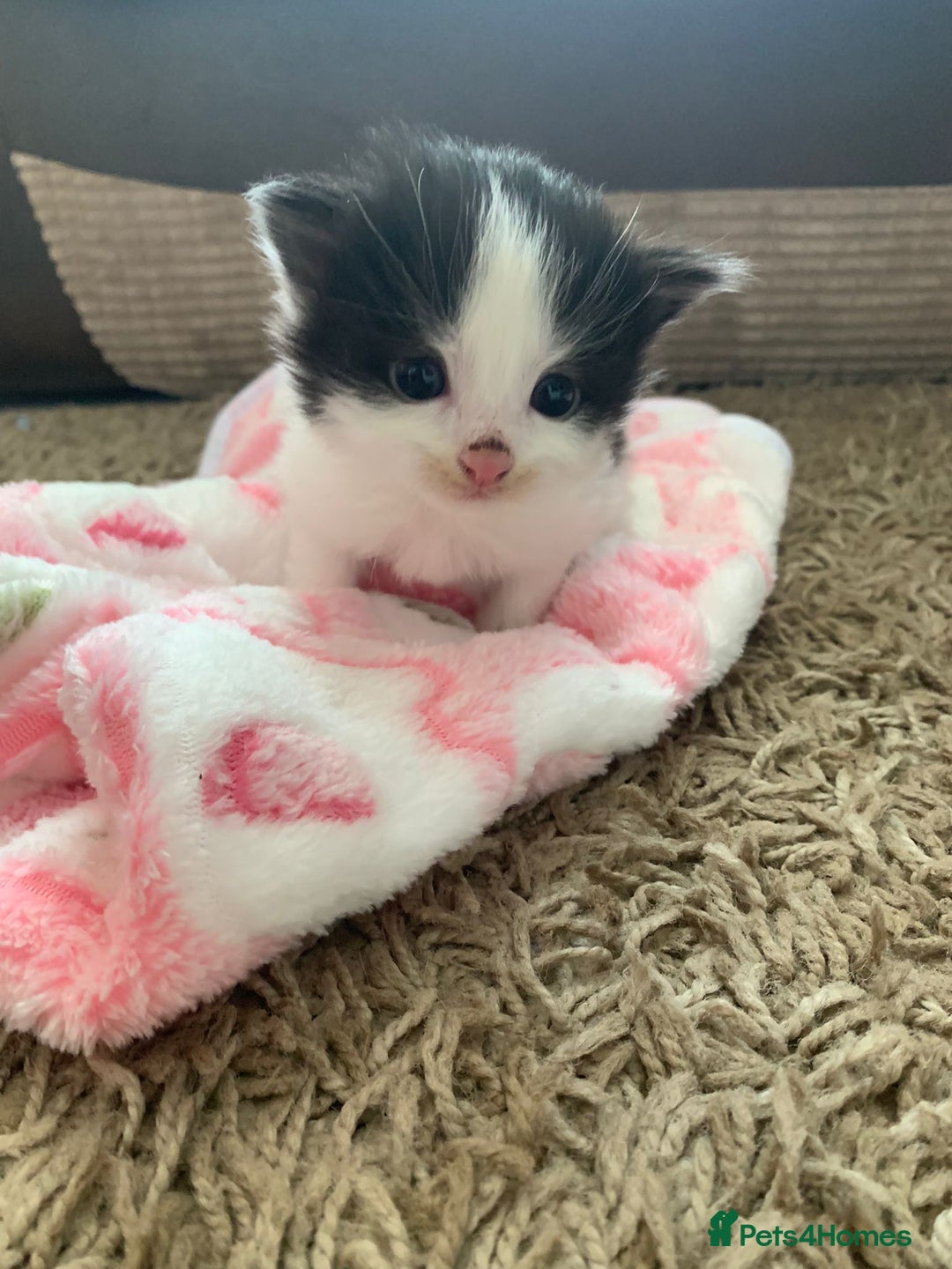 British Longhair cats for sale: Kittens for sale - Image 3