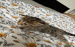 Maine Coon cats for sale: Maine coon x Russian Blue - Image 9