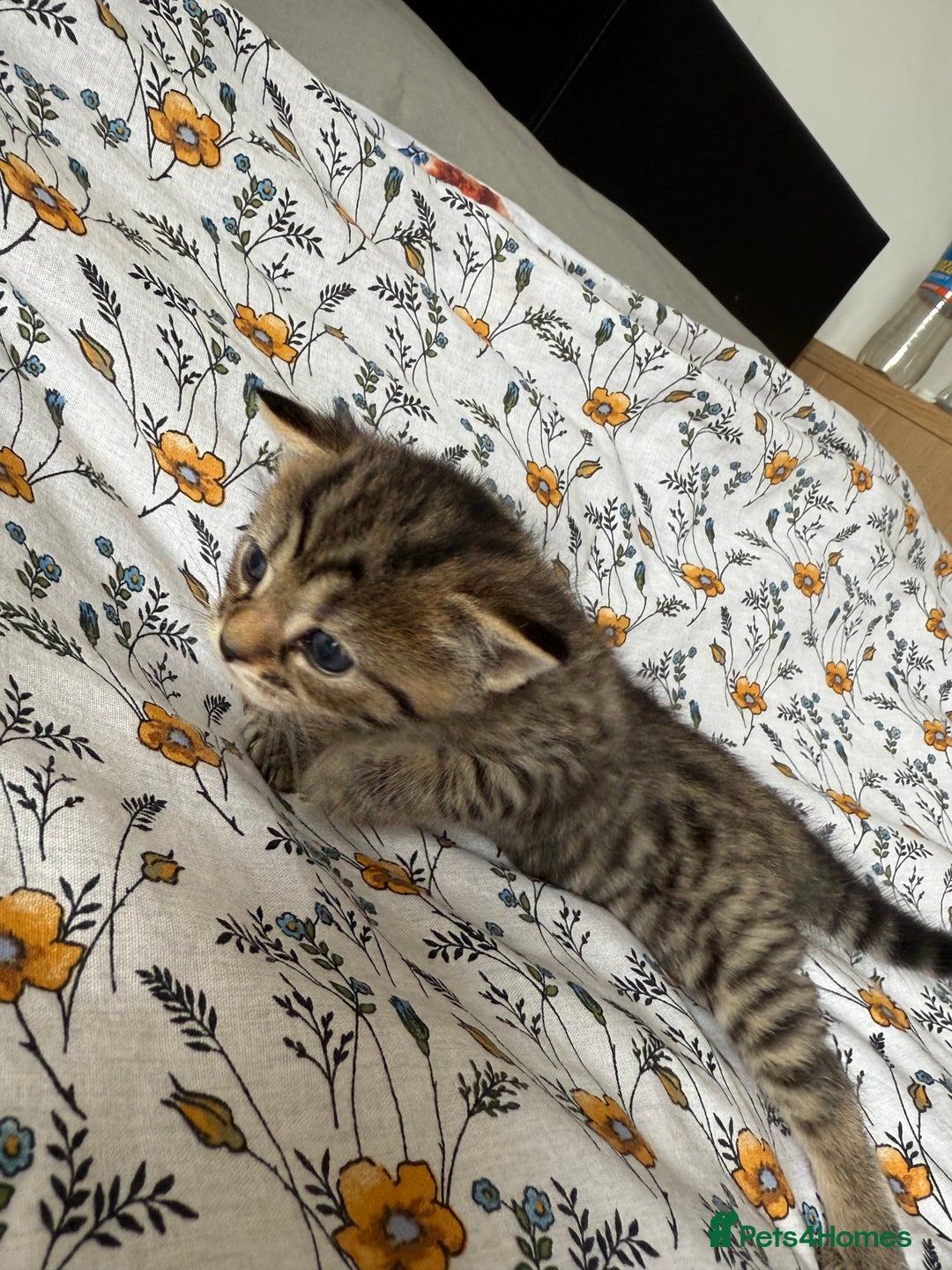 Maine Coon cats for sale: Maine coon x Russian Blue - Image 9