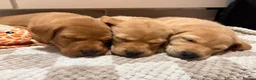 Labrador Retriever dogs for sale: Two amazing pups left from litter of 6 - Advert 26