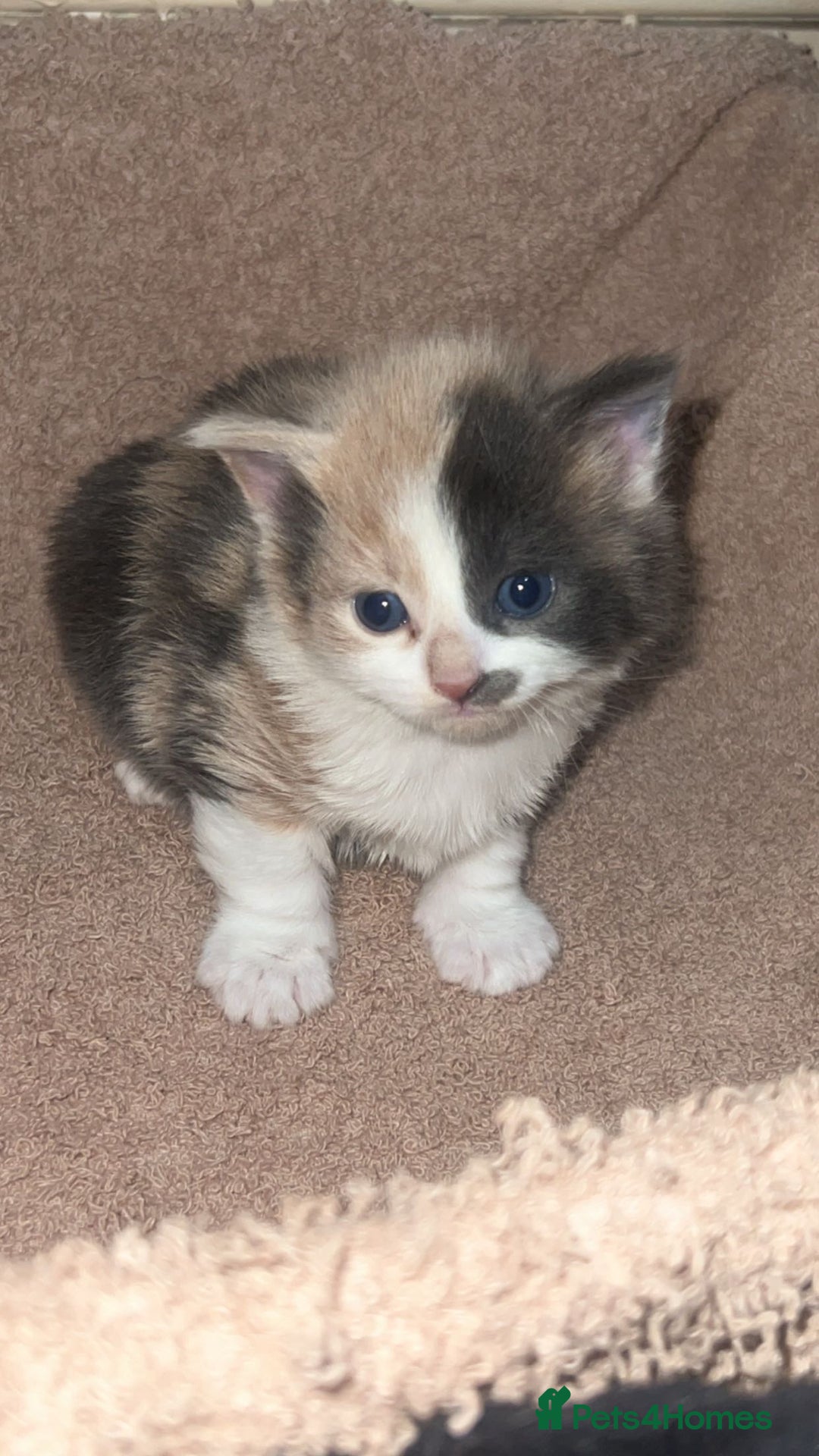 Domestic Shorthair cats for sale: Domestic short hair for sale  - Advert 2