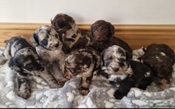 Cockapoo dogs for sale: F1 show type miniature cockapoo  - Image 10