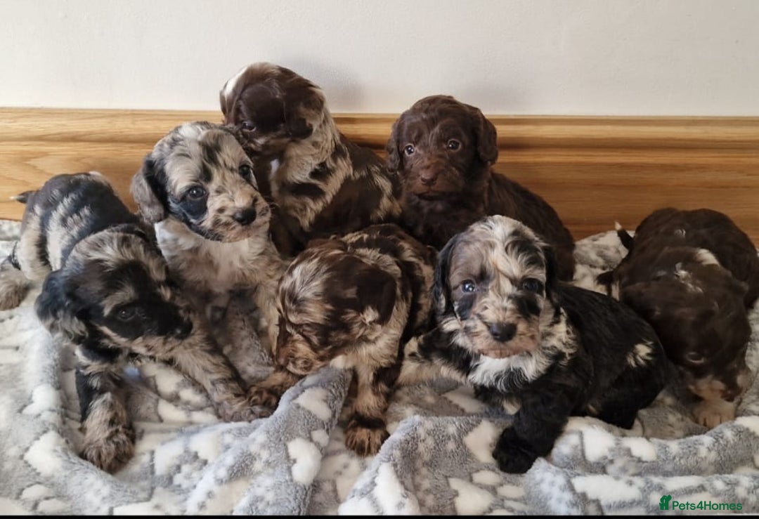 Cockapoo dogs for sale: F1 show type miniature cockapoo  - Image 10