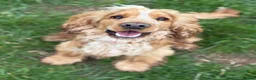 Cocker Spaniel dogs for sale: 2 year old full kc reg show cocker spaniel  in Barrow-in-Furness - Advert 5