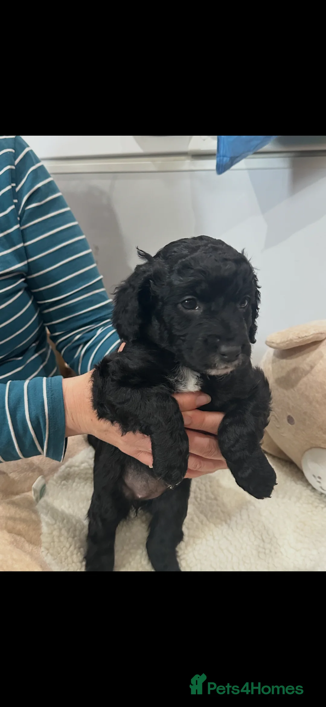 Mixed Breed dogs for sale: Cockapoo x springer (sprocker) - Advert 7
