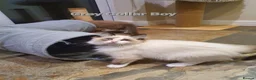 Ragdoll cats for sale: 💖Beautiful GCCF Registered Ragdoll Kittens. - Advert 11