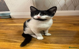 Domestic Shorthair cats for sale: 2 kittens for sale £80 both  - Image 10