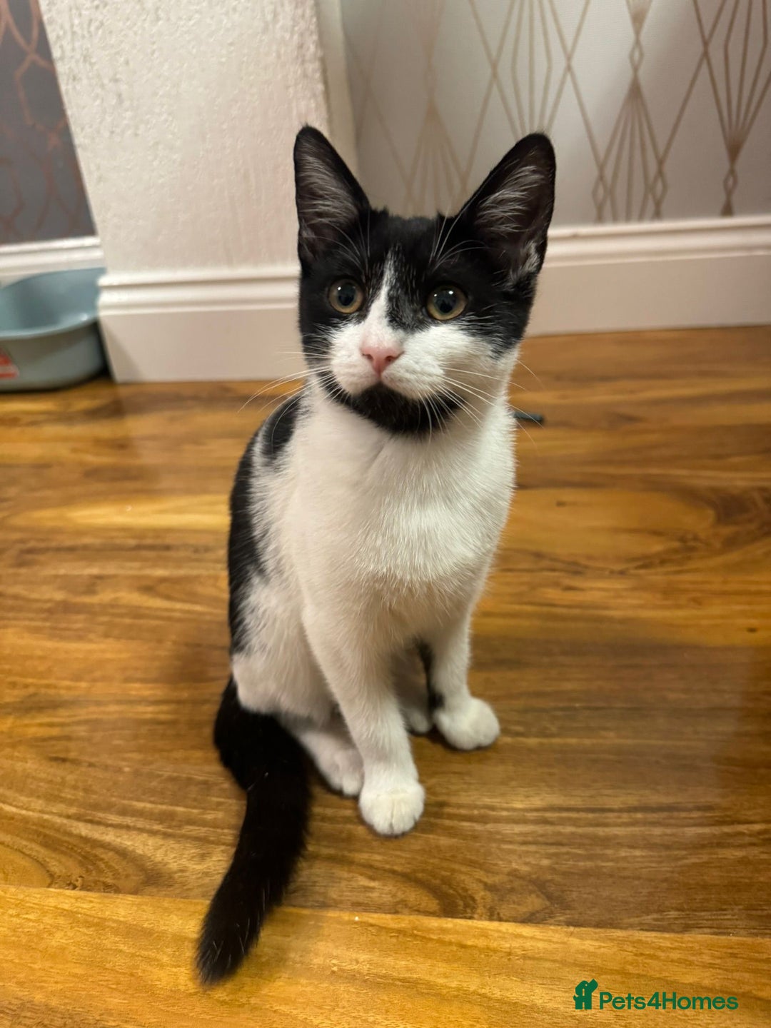 Domestic Shorthair cats for sale: 2 kittens for sale £80 both  - Image 10