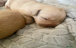 Labrador Retriever dogs for sale: Labrador puppies 5 gen pedigree health tested - Image 13
