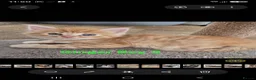 Mixed Breed cats for sale: Beautiful kittens - Advert 8