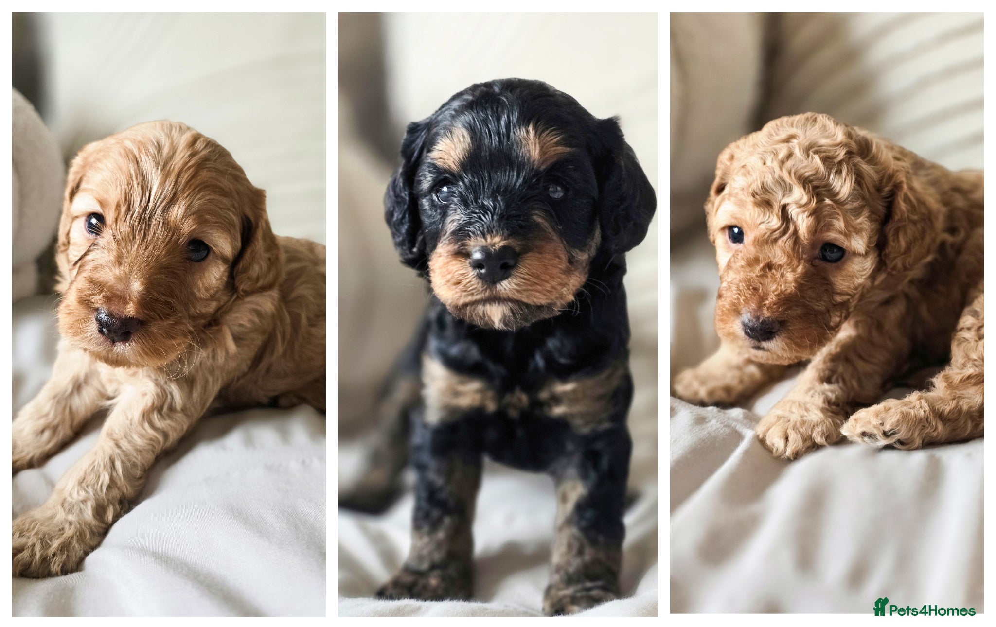 Cockapoo dogs Beautiful F1b Cockapoo boys - Advert 4