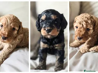Cockapoo dogs Beautiful F1b Cockapoo boys - Advert 4