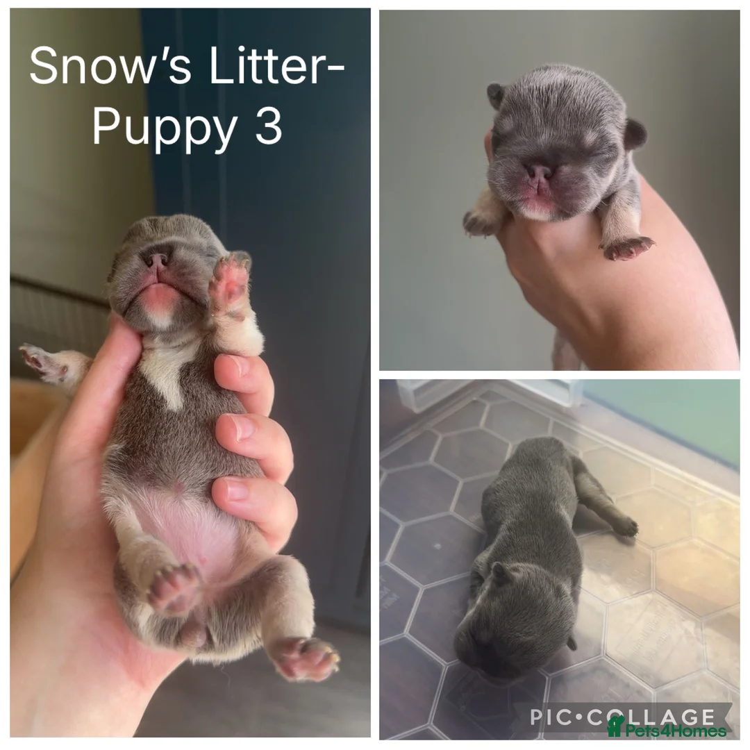French Bulldog dogs for sale: Stunning KC Registered French Bulldog Puppies 🐶 in Stockport - Advert 13