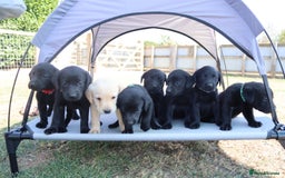 Labrador Retriever dogs for sale: Stunning Labrador KC Registered Puppies - Image 1