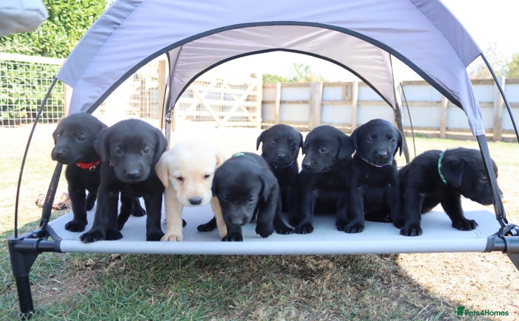 Labrador Retriever dogs - Advert 1