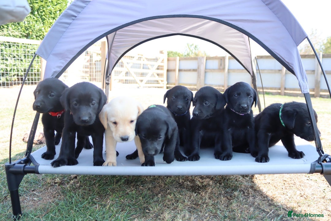 Labrador Retriever dogs for sale: Stunning Labrador KC Registered Puppies - Image 1