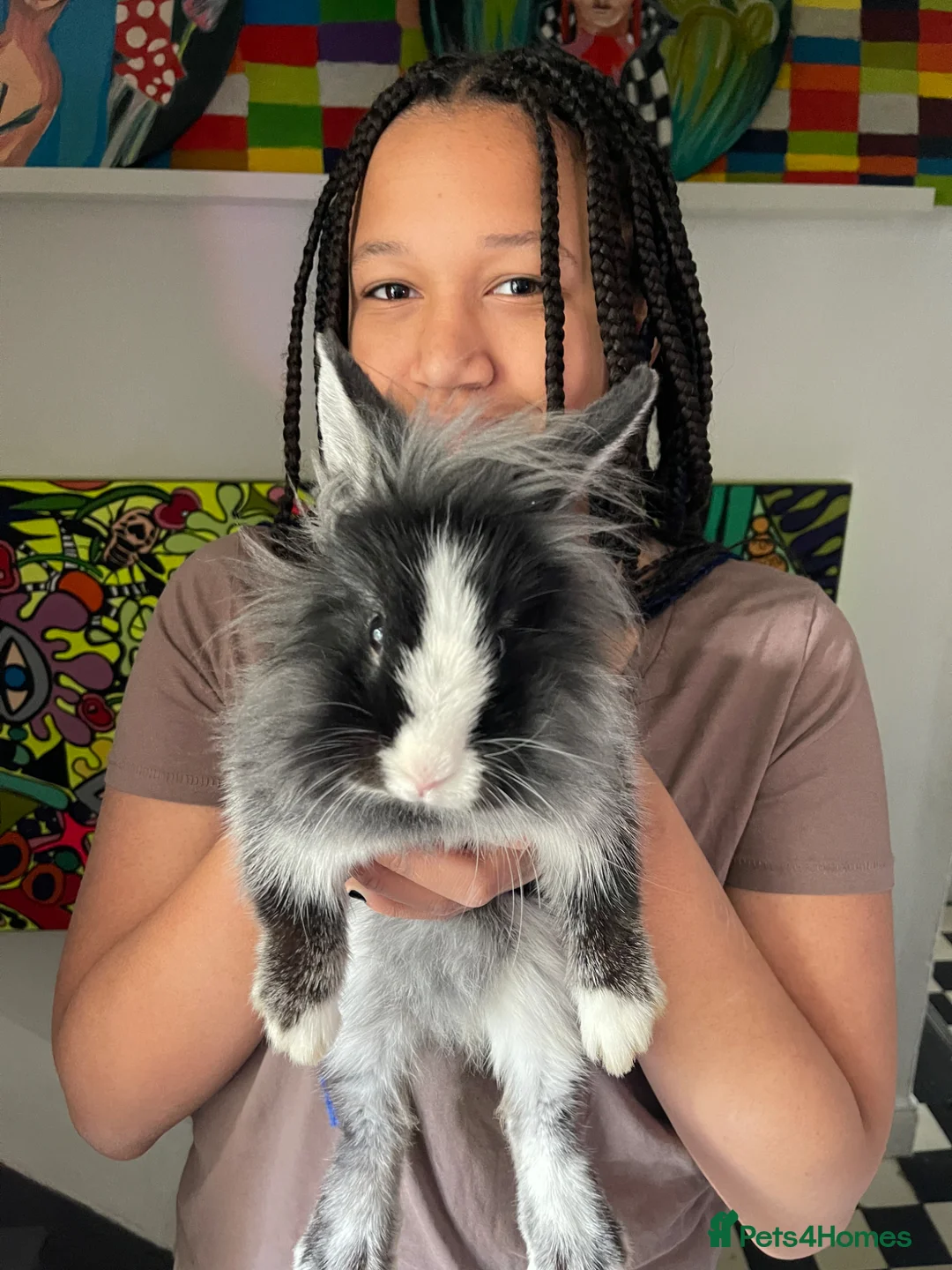 Lionhead rabbits for sale: Rabbit  - Advert 1