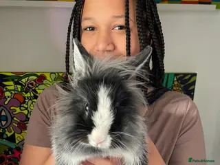 Lionhead rabbits Rabbit - Advert 1