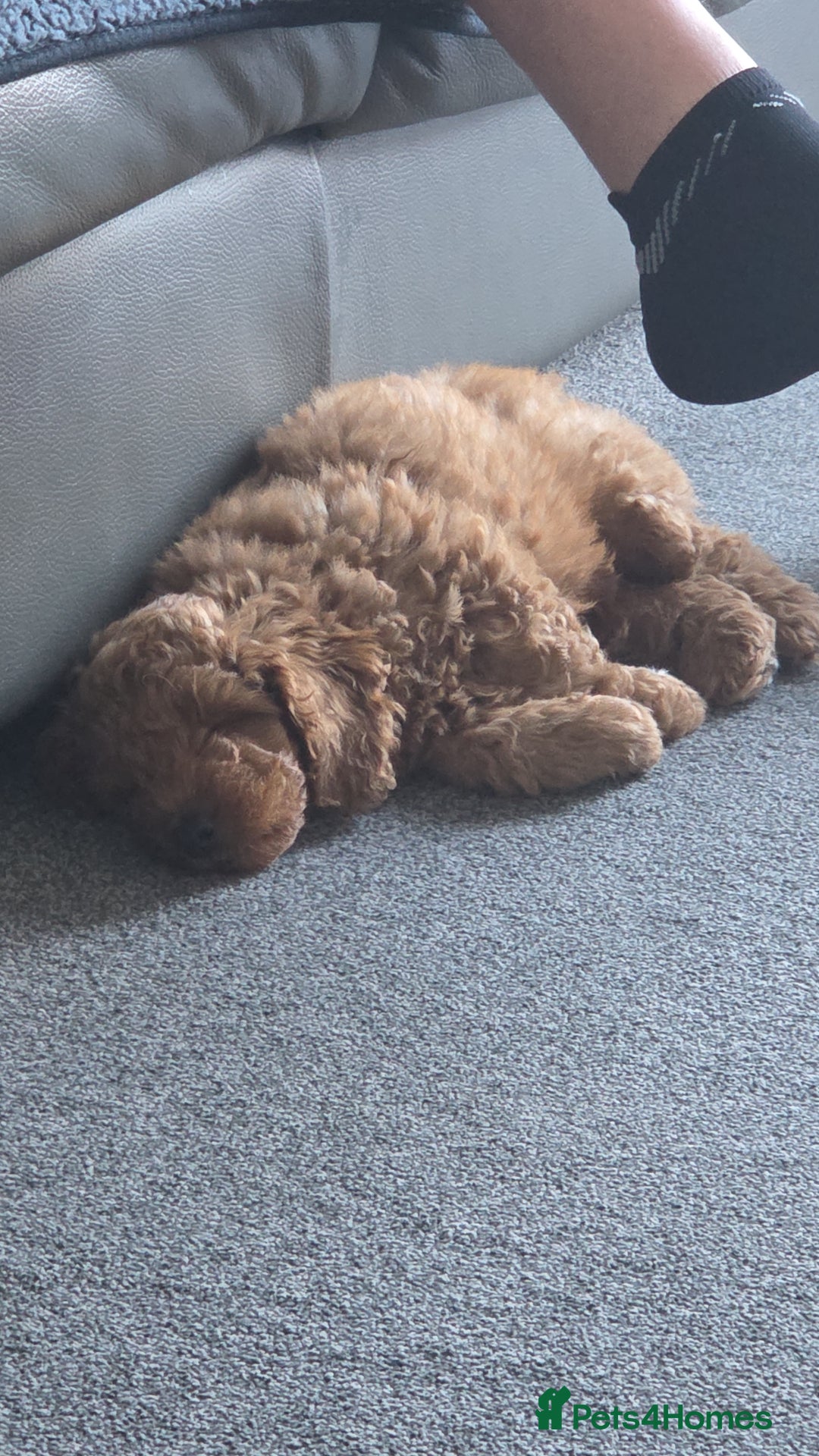Mixed Breed dogs for sale: Australian Labradoodle/ Cockapoo fox red male  - Advert 4