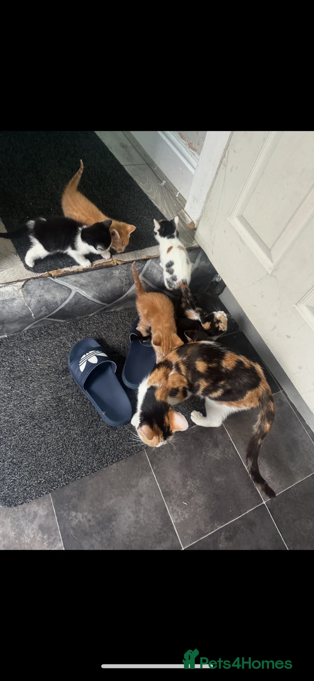 Mixed Breed cats for sale: CUTE KITTENS NOW FOR SALE!! - Advert 9