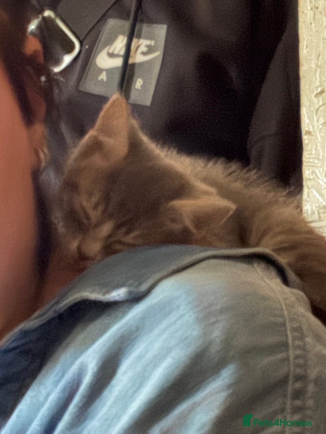 Mixed Breed cats for sale: Half ragdoll girl kittens ready now  - Image 20
