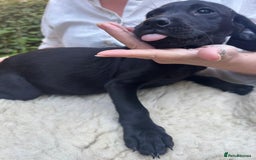 Mixed Breed dogs for sale: 3 Male, Black Labrador Cross puppies  - Image 10