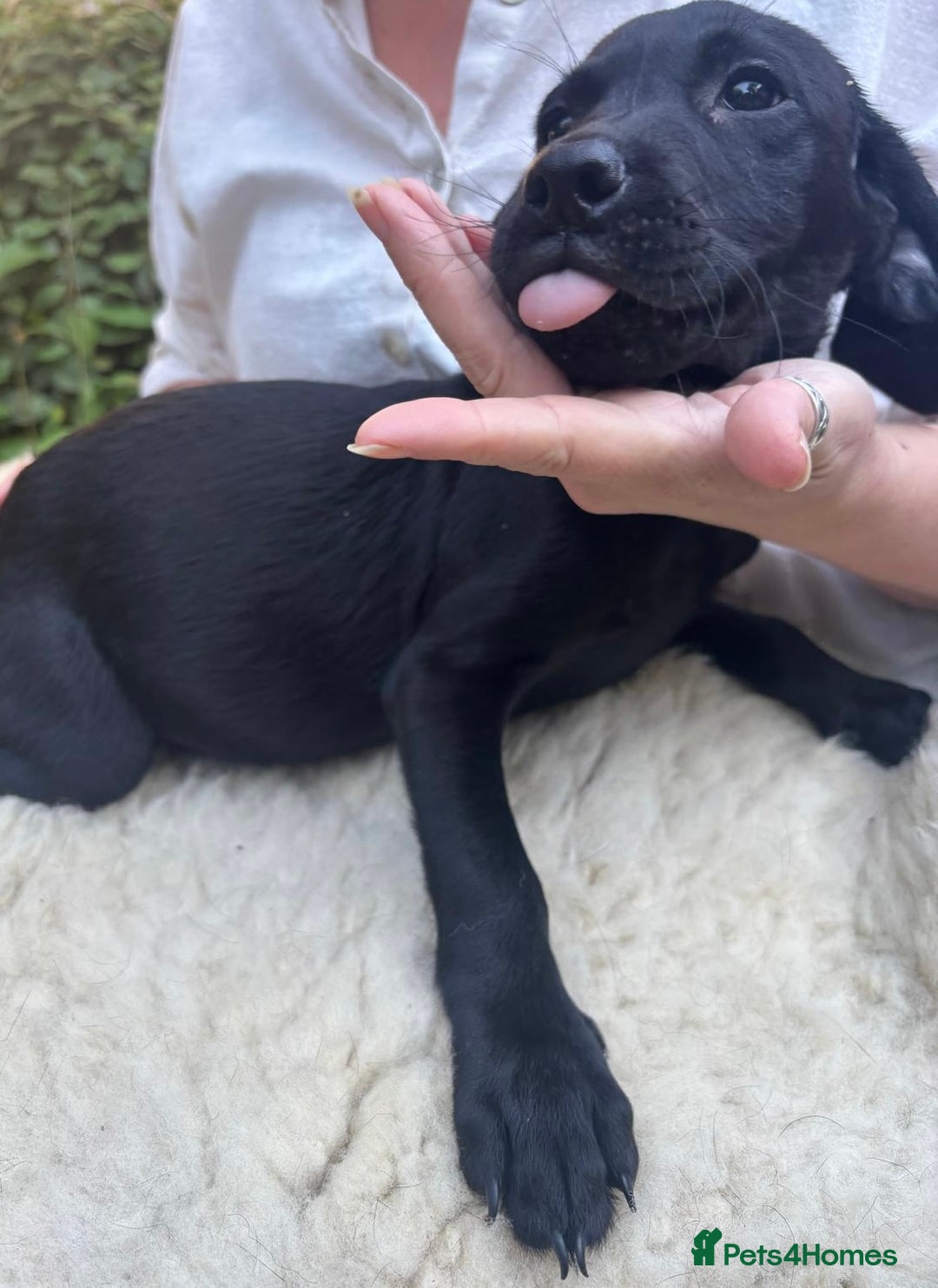 Mixed Breed dogs for sale: 3 Male, Black Labrador Cross puppies  - Image 10